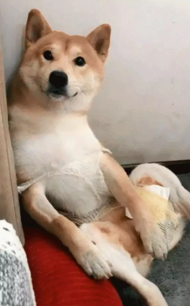 做完絕育的柴犬好悲傷,每天讓主人看它襠部:快還我