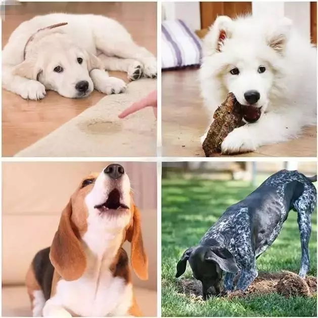 訓犬秘籍(一般人我不告訴他)