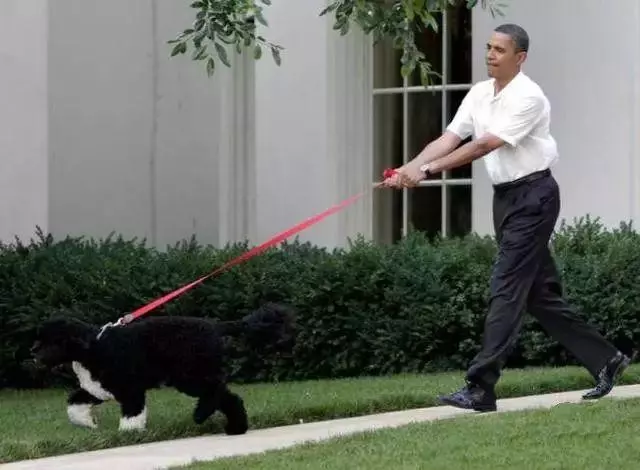 訓犬秘籍(一般人我不告訴他)