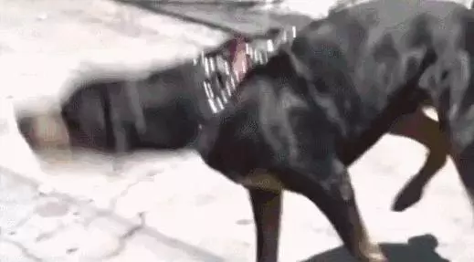 訓犬秘籍(一般人我不告訴他)