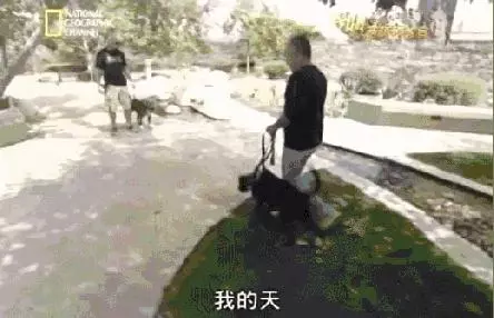 訓犬秘籍(一般人我不告訴他)