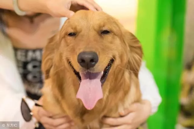 如何讓狗狗更依戀主人