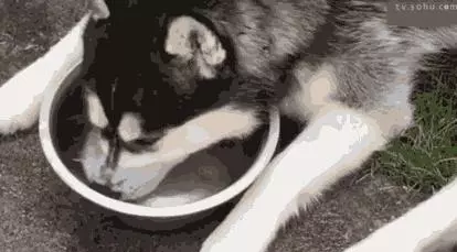 狗子養成喝水好習慣,拒絕隨地喝髒水