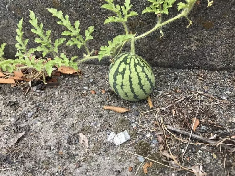 這張街景圖裡「有一顆西瓜」全球網友找到脫窗!一公布答案....所有人跪著喊:「真的是西瓜!」 -