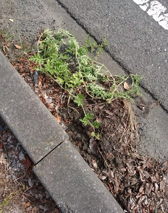 這張街景圖裡「有一顆西瓜」全球網友找到脫窗!一公布答案....所有人跪著喊:「真的是西瓜!」 -