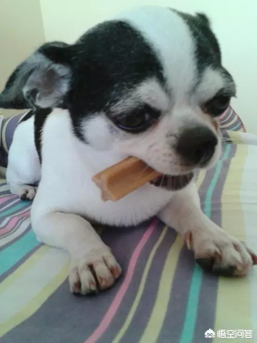 為什麼狗明知道自己做一些事情會挨揍,但還是要做呢?