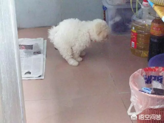 為什麼狗明知道自己做一些事情會挨揍,但還是要做呢?