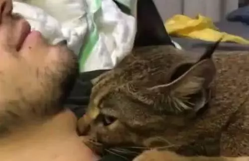 女子發現男友脖子的吻痕,要分手,當看到自家貓的這一舉動傻了眼