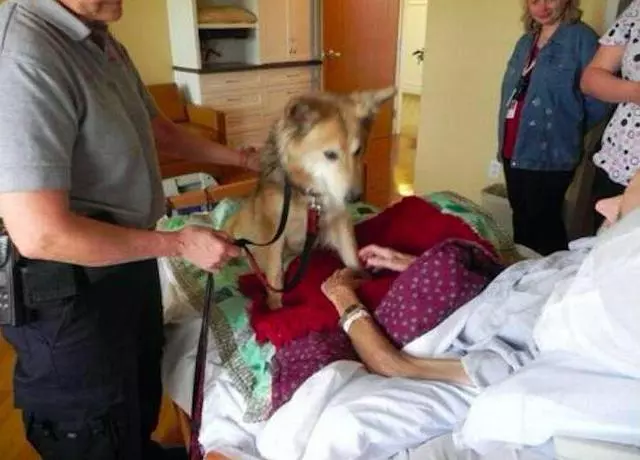 主人即將離世,狗狗為主人送行,當狗狗抱住主人時身邊眾人哭了