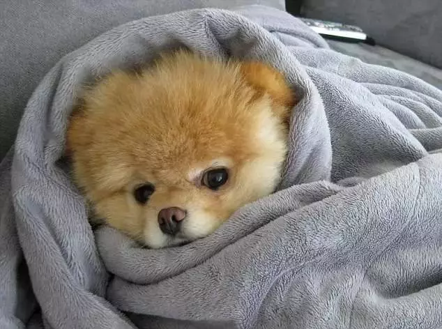 狗狗總是吃便便怎麼辦?