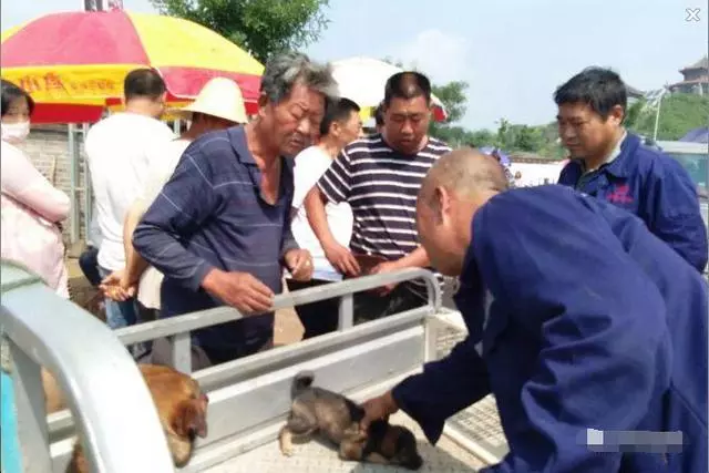 主人將狗媽媽和小狗崽賣掉,狗媽媽看著孩子被賣掉,眼神令人心酸
