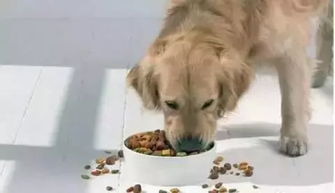 毛孩子挑食厭食怎麼辦