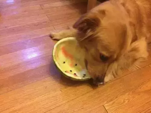 毛孩子挑食厭食怎麼辦