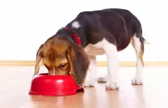 毛孩子挑食厭食怎麼辦