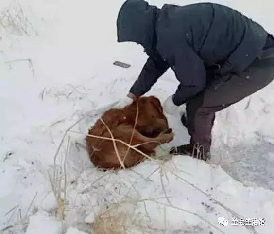 14歲金毛知道自己大限將至,雪夜出走,再見到時主人淚崩了!