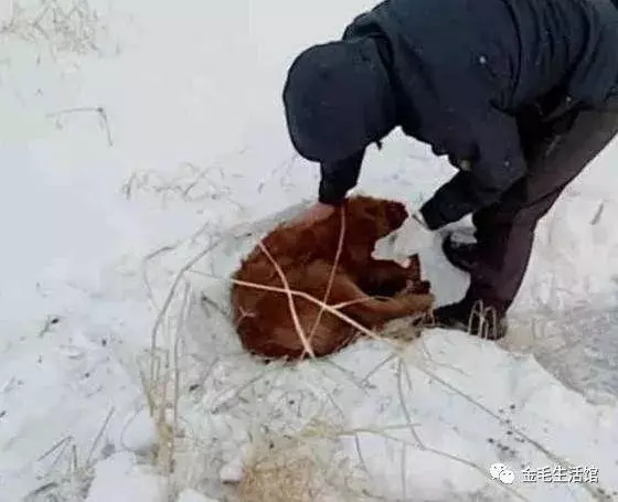 14歲金毛知道自己大限將至,雪夜出走,再見到時主人淚崩了!
