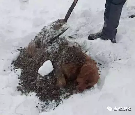 14歲金毛知道自己大限將至,雪夜出走,再見到時主人淚崩了!