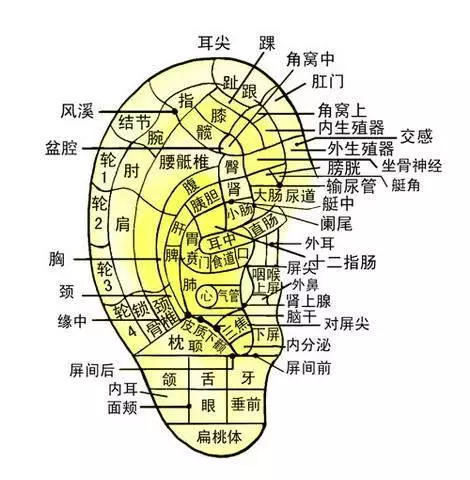 身體上的疾病,每天這樣揉揉耳朵就能緩解!建議收藏