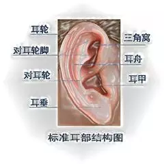 身體上的疾病,每天這樣揉揉耳朵就能緩解!建議收藏