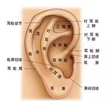 每天按耳朵的效果,居然能媲美刮痧、艾灸?耳部按摩手法學起來!