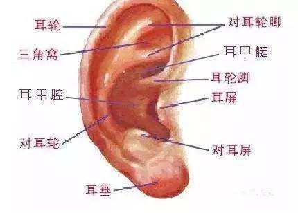 每天按耳朵的效果,居然能媲美刮痧、艾灸?耳部按摩手法學起來!