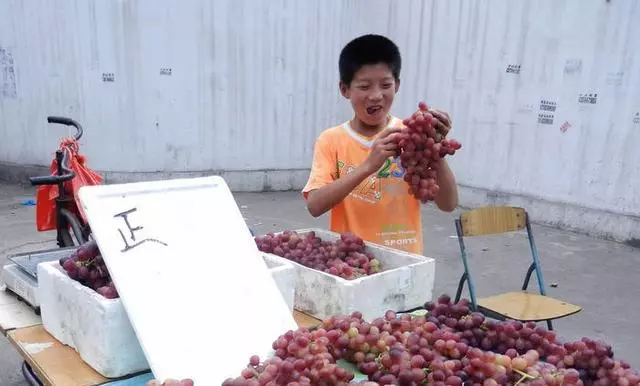 老農葡萄賣不出,小孫子一個無意舉動,沒想到瞬間生意爆滿