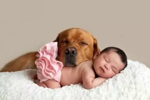 主人懷孕生下小寶寶,柴犬一改調皮作風,變身保姆帶起娃來
