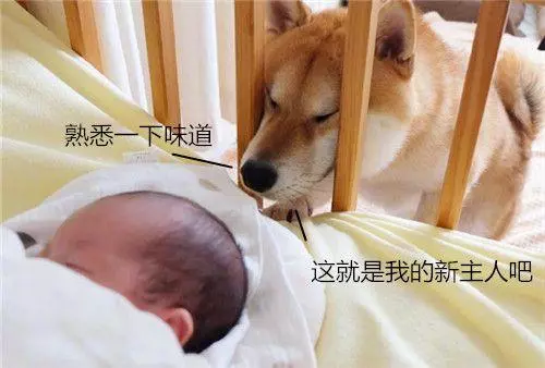 主人懷孕生下小寶寶,柴犬一改調皮作風,變身保姆帶起娃來