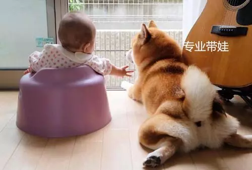 主人懷孕生下小寶寶,柴犬一改調皮作風,變身保姆帶起娃來