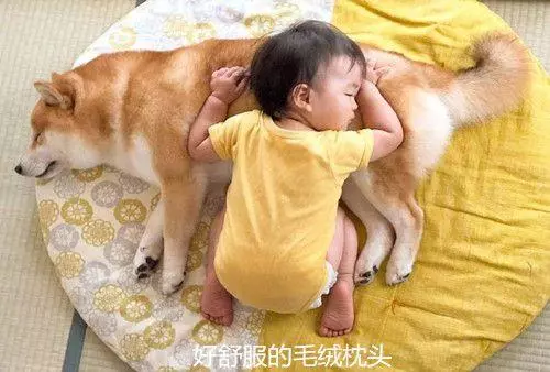 主人懷孕生下小寶寶,柴犬一改調皮作風,變身保姆帶起娃來