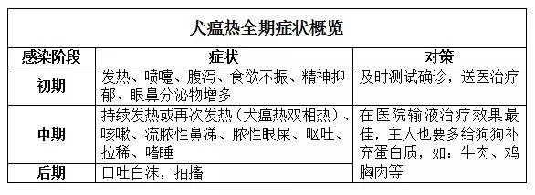 狗狗發燒且流膿鼻涕?可能染上了犬瘟熱,及時治療才能挽救生命