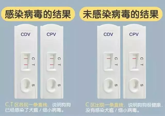 狗狗發燒且流膿鼻涕?可能染上了犬瘟熱,及時治療才能挽救生命