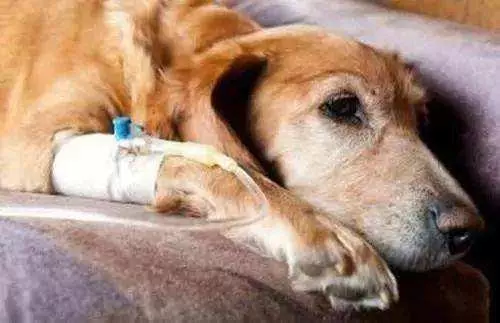 狗狗發燒且流膿鼻涕?可能染上了犬瘟熱,及時治療才能挽救生命