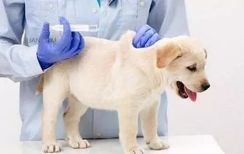 狗狗發燒且流膿鼻涕?可能染上了犬瘟熱,及時治療才能挽救生命