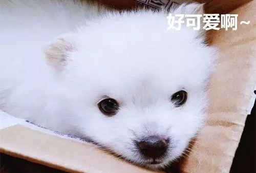 小狗剛到家怎麼養,最科學的方法,了解一下