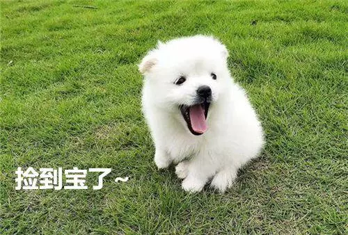 小狗剛到家怎麼養,最科學的方法,了解一下