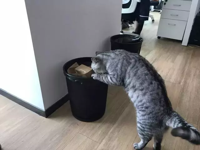 被貓主子親了一口,脖子上竟長出致命腫瘤……