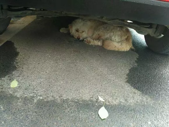 流浪狗在車底躲雨,鄰居知道後拿著一棒子過來了,原來是虛驚一場