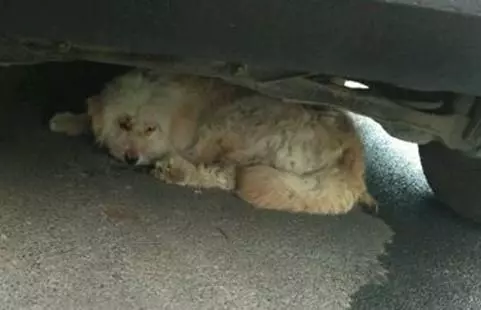 流浪狗在車底躲雨,鄰居知道後拿著一棒子過來了,原來是虛驚一場