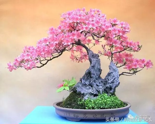 玩盆景的四大作風~~