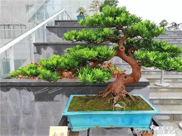 玩盆景的四大作風~~