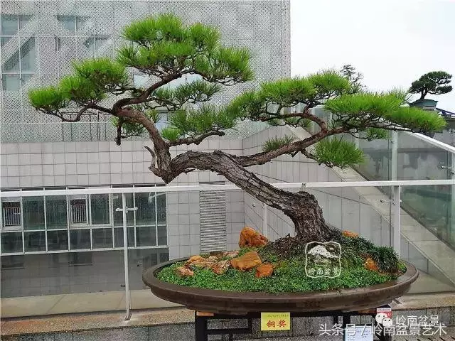 玩盆景的四大作風~~