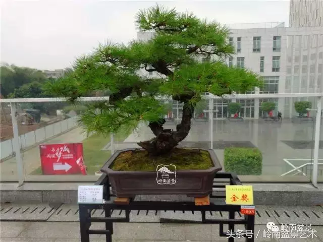 玩盆景的四大作風~~