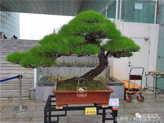 玩盆景的四大作風~~