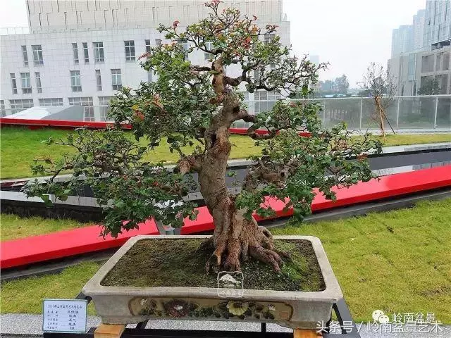 玩盆景的四大作風~~