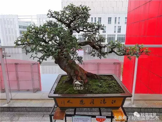 玩盆景的四大作風~~