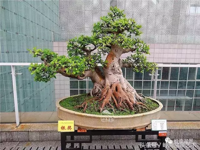 玩盆景的四大作風~~