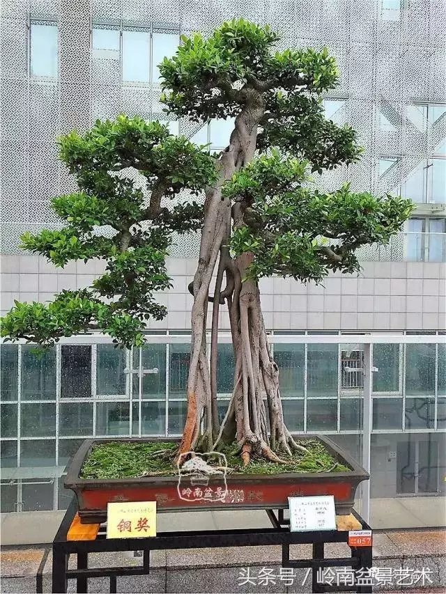 玩盆景的四大作風~~
