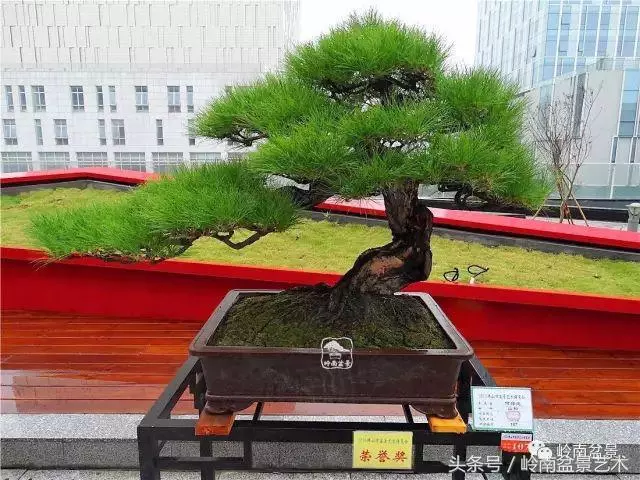 玩盆景的四大作風~~