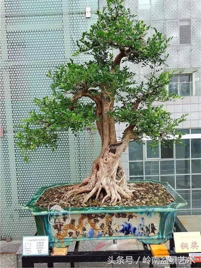 玩盆景的四大作風~~